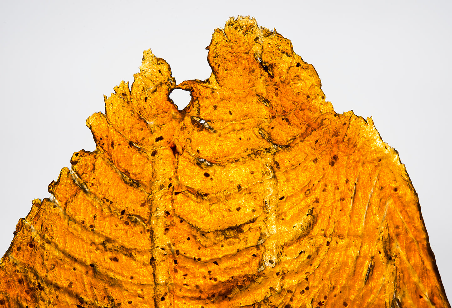 Pineapple Black Pepper Salmon Jerky